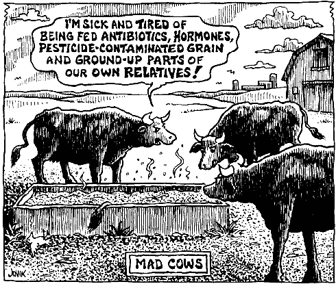 Steroid fed cows